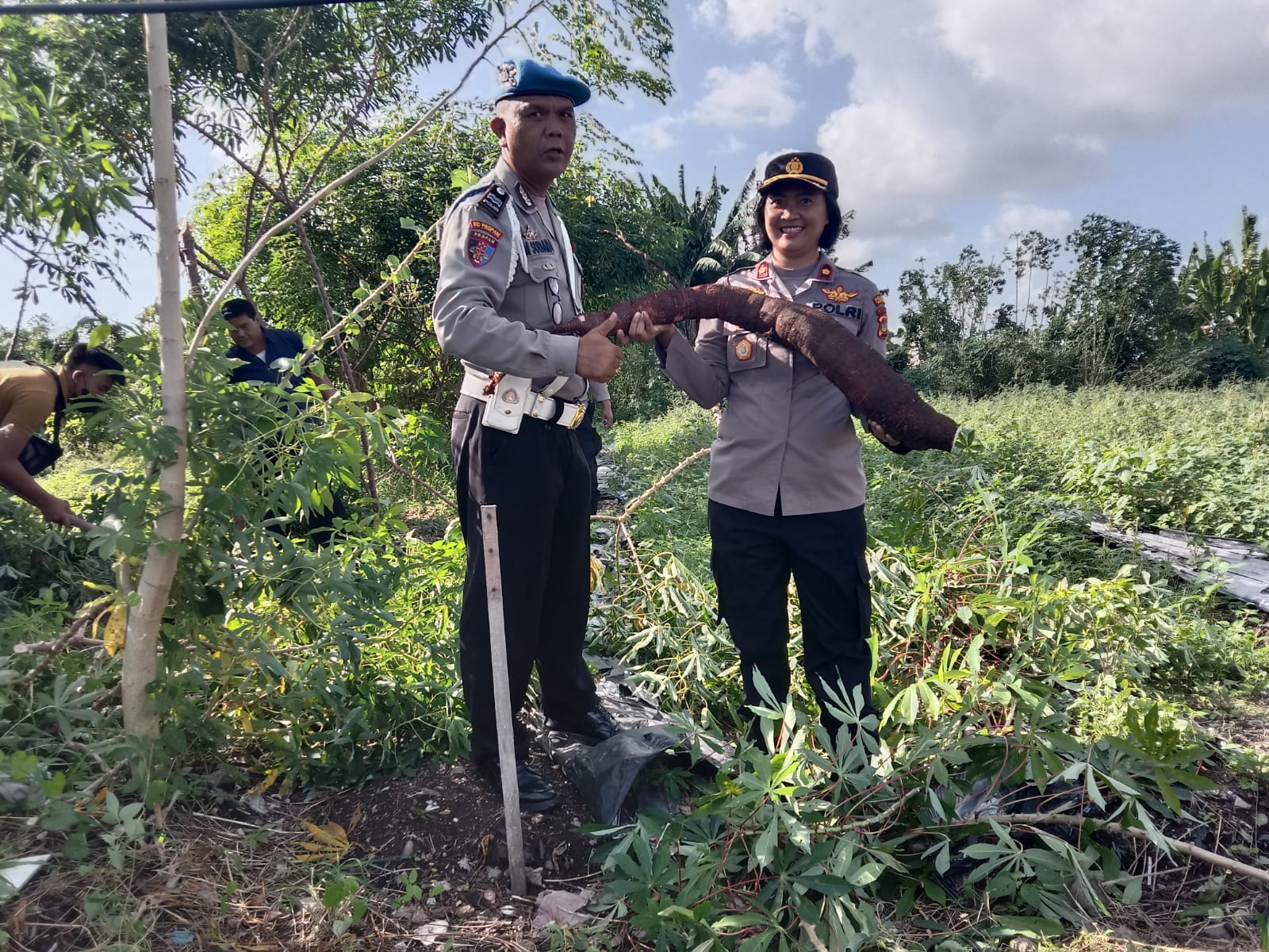 Polsek Kuta Utara Panen Singkong di Lahan Bekas TPA Canggu.