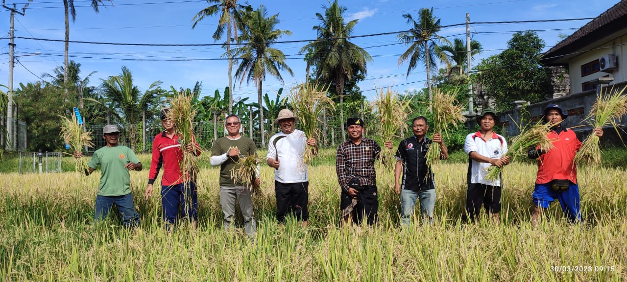 Wakil Bupati Klungkung I Made Kasta Ikut Serta Dalam Panen Raya Padi di Desa Tusan, Kecamatan Banjarangkan  Kabupaten Klungkung.