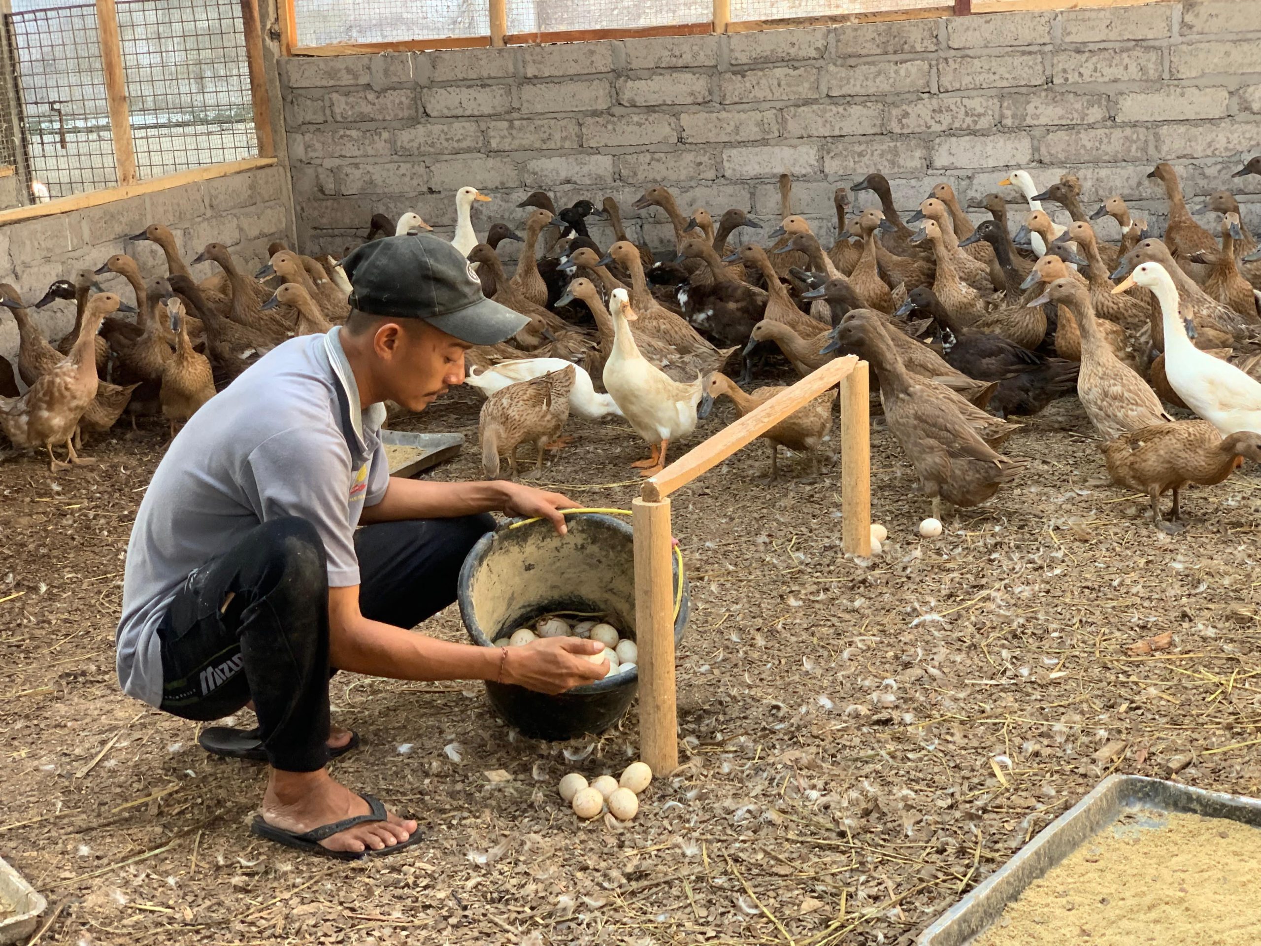 Melalui Pembinaan Pokja Ayam Dan Bebek Petelur  Warga Binaan, Rutan Negara Siap Dukung Ketahanan Pangan.