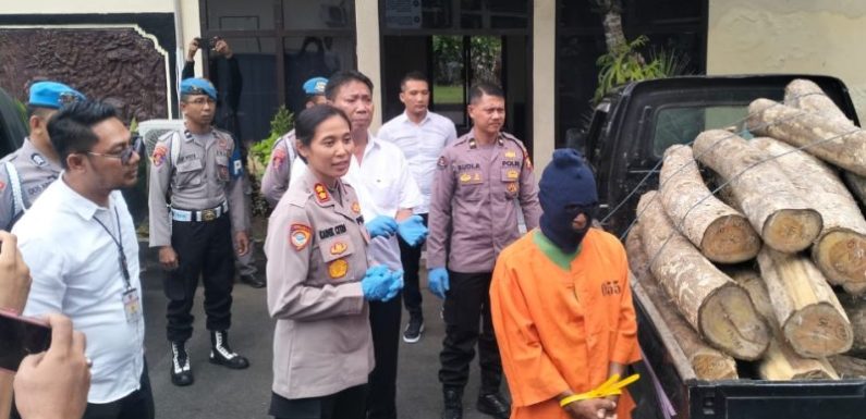 Polres Jembrana Kembali Menangkap Pelaku Penebangan Jati Ilegal.