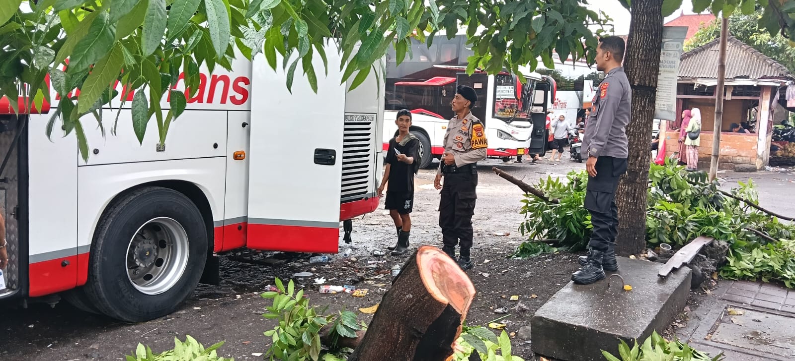 Pohon Cemara Tumbang di Sesetan Timpa Mobil, Arus Lalu Lintas Sempat Terganggu.